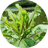 無農藥種植的飼草