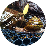 水源頭上的蝸牛