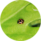 池塘生態之瓢蟲