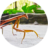 池塘生態之螳螂