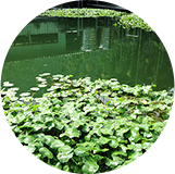 池塘旁的草生生態